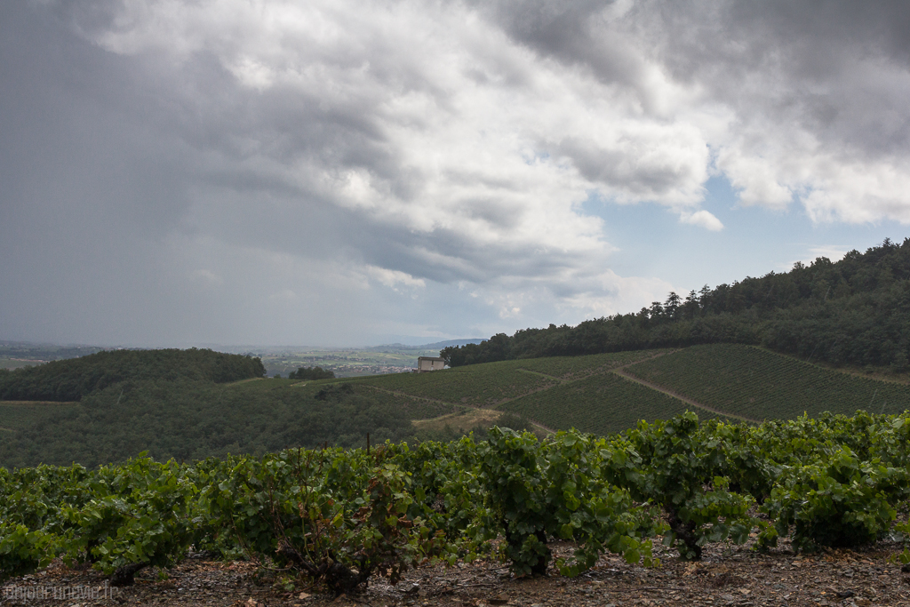 Mont Brouilly