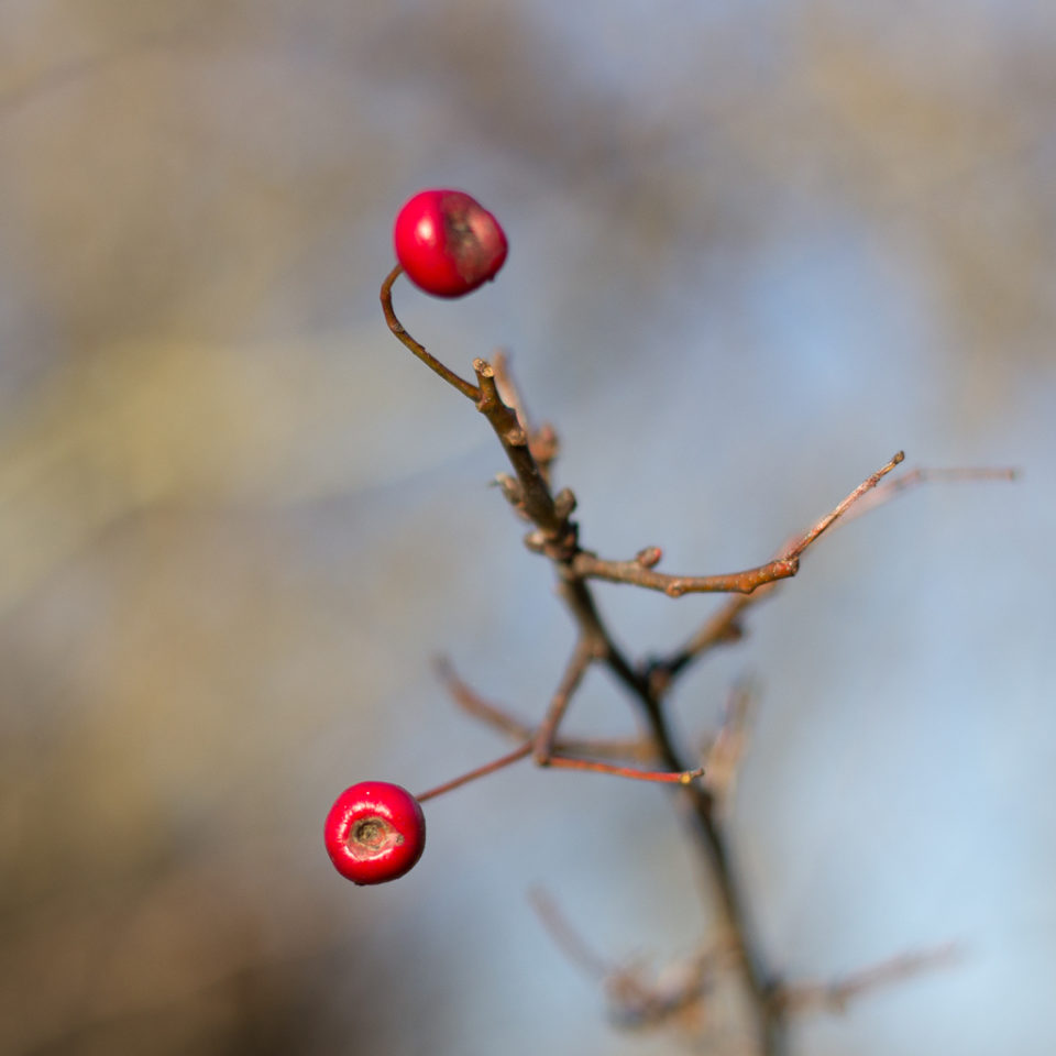 Bonne année 07