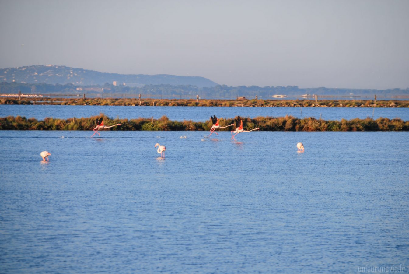 maguelone_0143